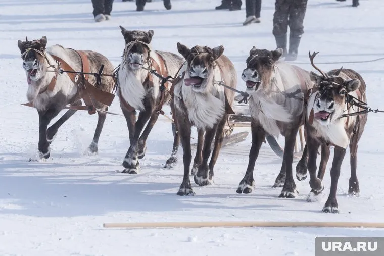 Не обошелся праздник и без гонок на оленьих упряжках