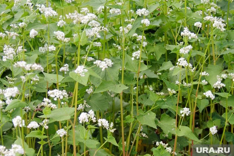 Сразу несколько интересных дат выпадают на 27 июня 2025