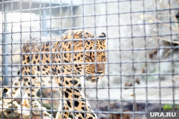 Животные чувствуют, что им меньше стали уделять внимания, считают сотрудники зоопарков