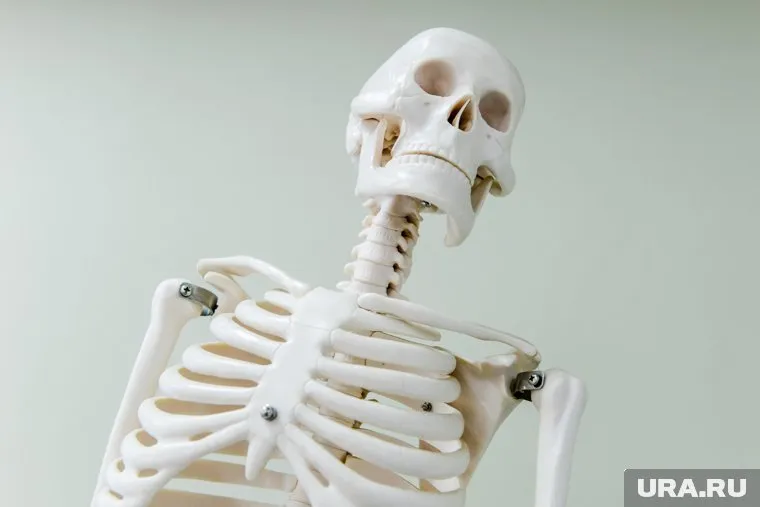 Скелет нашли на участке ИЖС для многодетной семьи