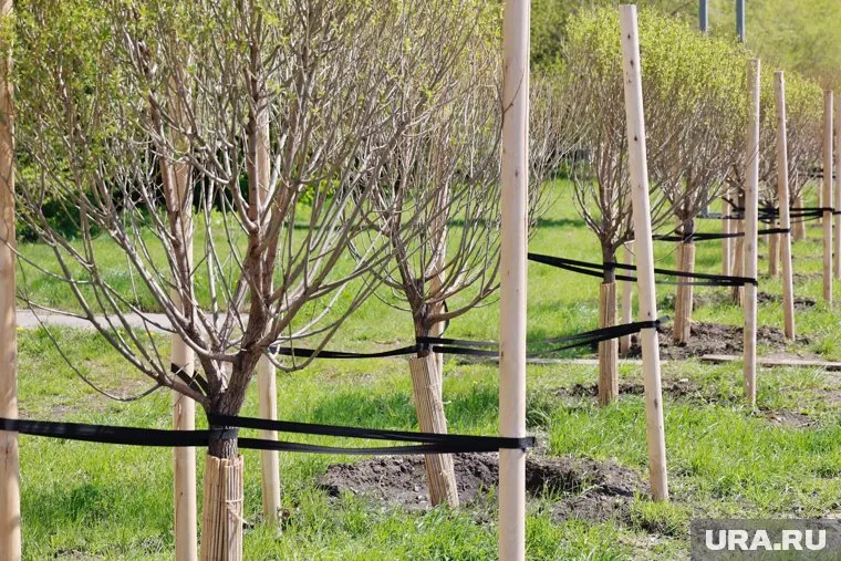 Всего высадили 10 кленов (архивное фото)