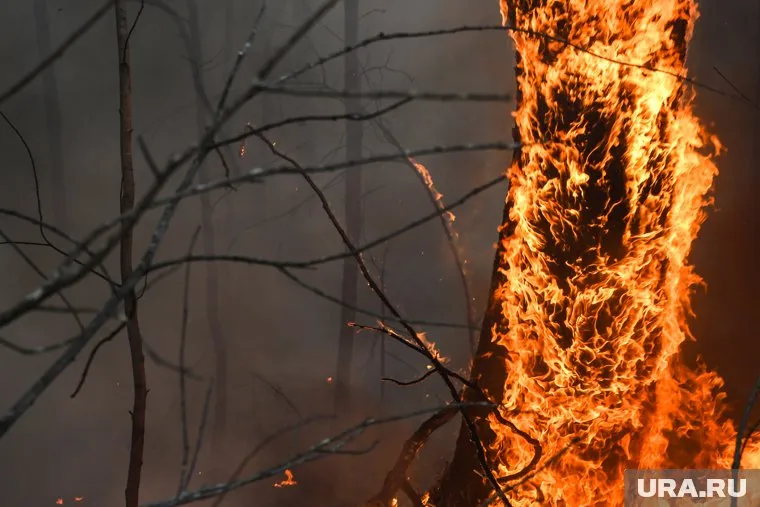 Деревья пылают рядом с трассой