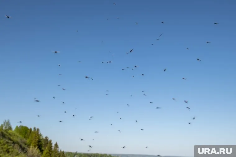 Автомобилисты запечатлели на видео нашествие мошек 