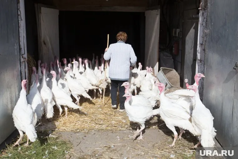 Фермеры из Тюменской области пожаловались на тяжелое финансовое положение