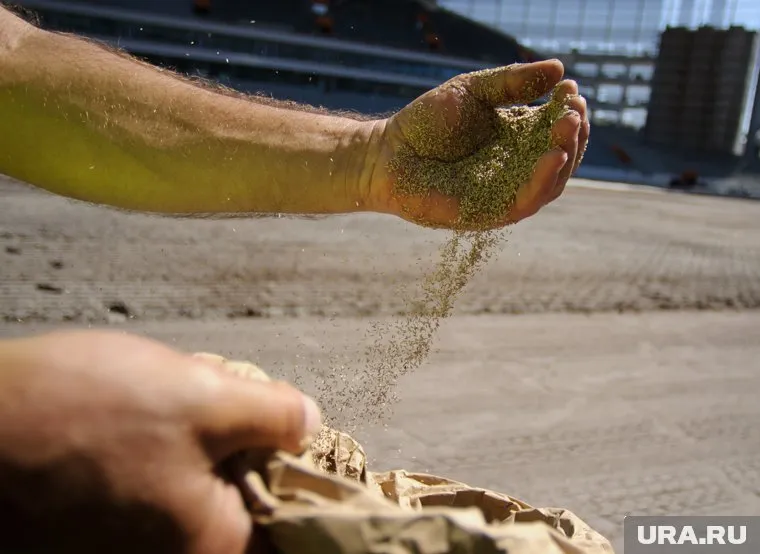 В семенах базилика нашли опасный сорняк