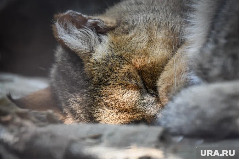 На Украине сотрудники ТЦК утащили домашнего кота