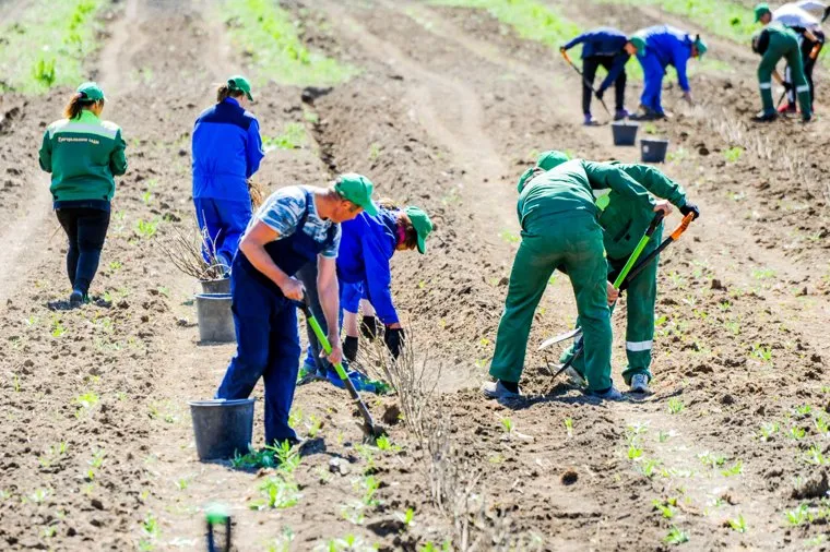Сельское хозяйство. Григорьевские фруктовые сады. Челябинская область