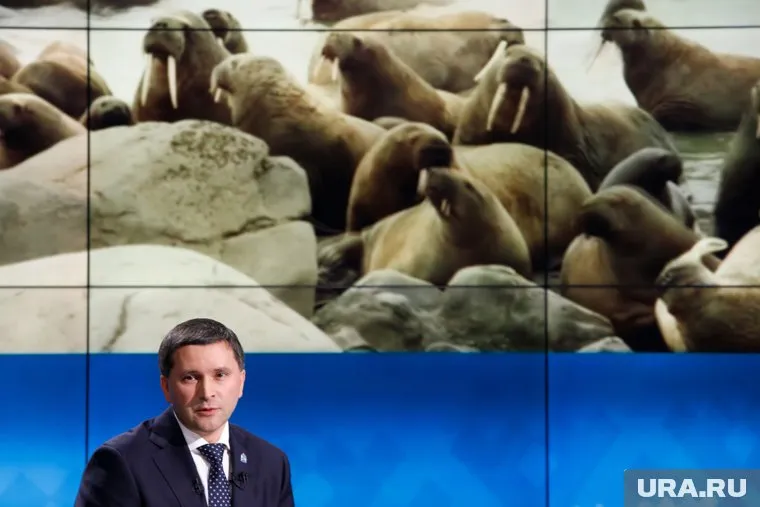 Моржи приплыли две недели назад