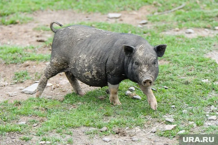 Эпидемия африканской чумы свиней поразила многие хозяйства на Урале