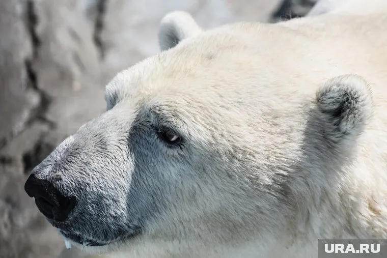 Сотрудники полиции ликвидировали медведя