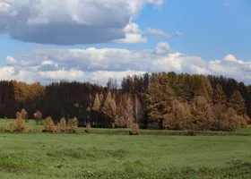 Курганские власти хотят выпилить лес, чтобы спасти деревни и села от пожаров