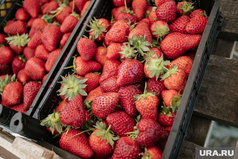 Вредных организмов в завезенной продукции не обнаружено