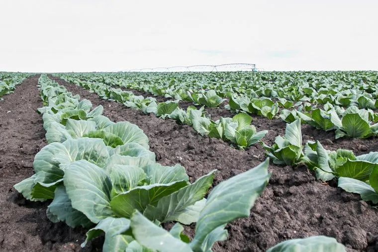 Депутаты Курганской областной Думы на полях ЗАО "Картофель". Село Митино