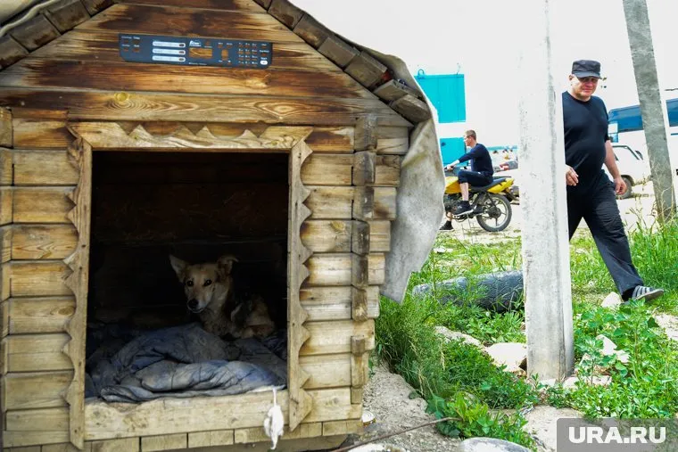Убитая собака не была бездомной и погибла во дворе своего дома (фото из архива)