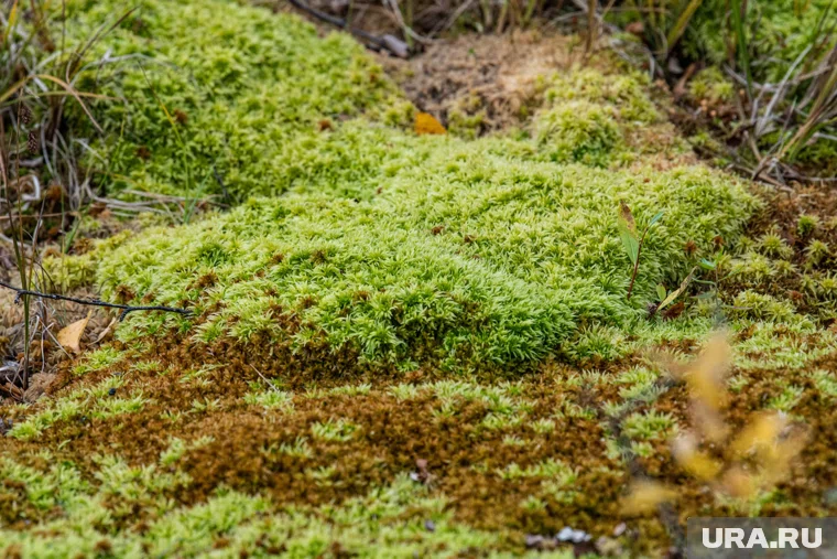 Мужчина погиб в тундре от переохлаждения