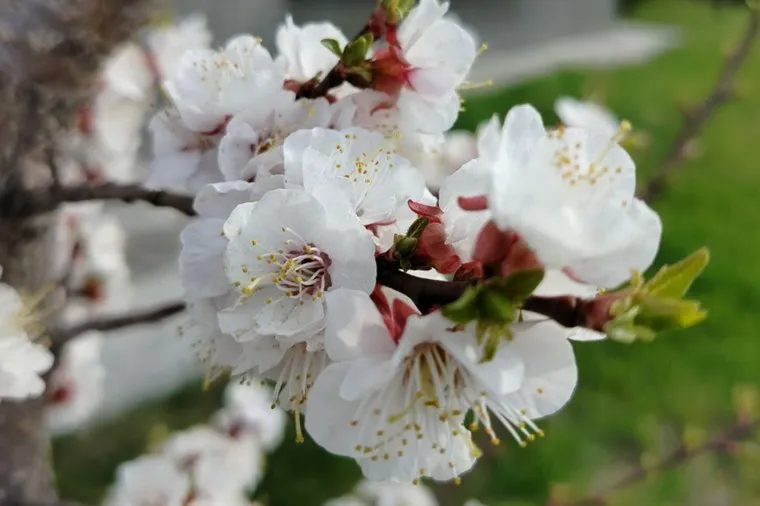 В архиве рассчитывают, что летом на ветвях появятся плоды