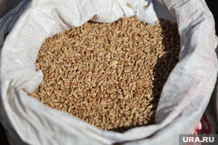 Зерно в Курганской области было с клещами 