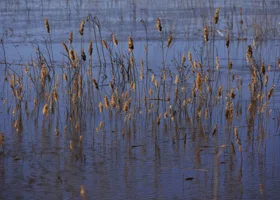 Курганская область в числе лидеров по доле грязных водоемов 