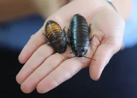 «Коммерсант»: россияне опасаются диверсий, наемников и шелкопрядов