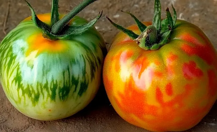 Томаты часто имеют плохой иммунитет и подвержены болезням