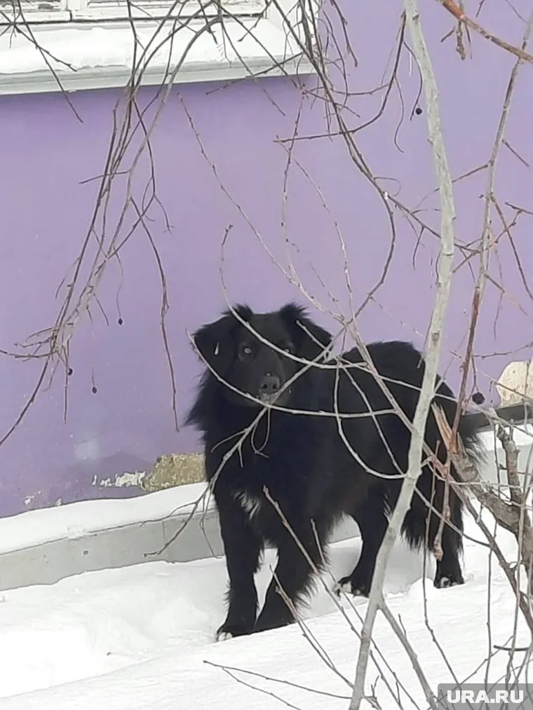 По словам жителей именно эта собака нанесла увечья ребенку