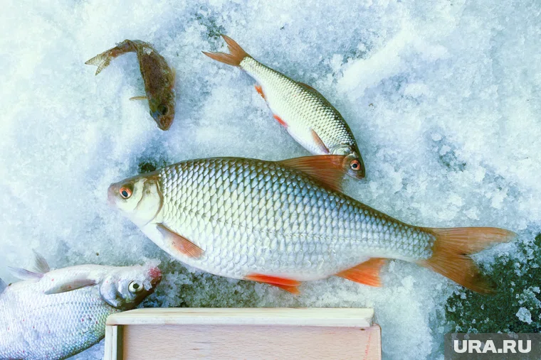 Наледь на челябинских озерах в декабре продолжает быть крайне опасной