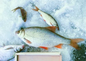 За крупной щукой: где челябинские рыбаки штурмуют тонкий лед ради первых трофеев