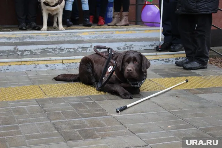 Шоколадный ретривер Барри — главный помощник своего хозяина