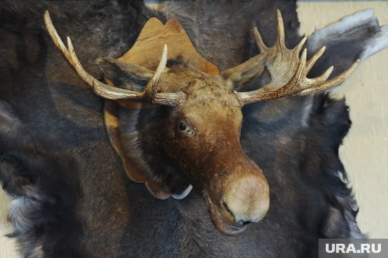 Лось погиб на месте ДТП после столкновения с авто