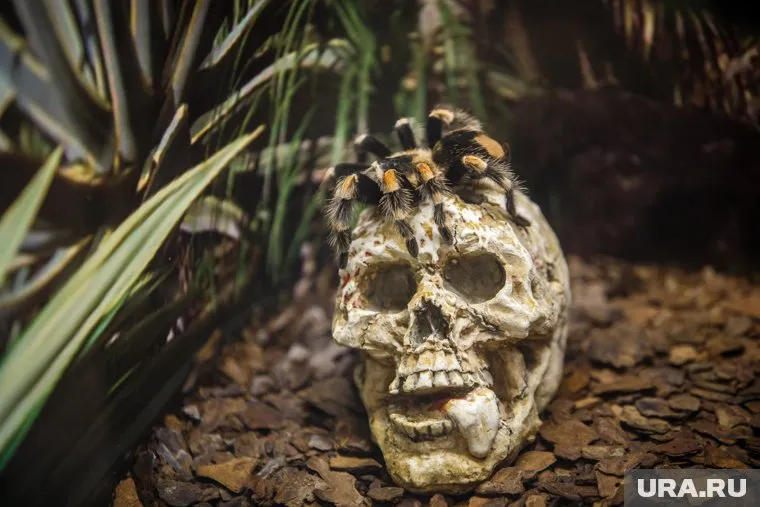 Невинная детская забава закончилась страшной находкой