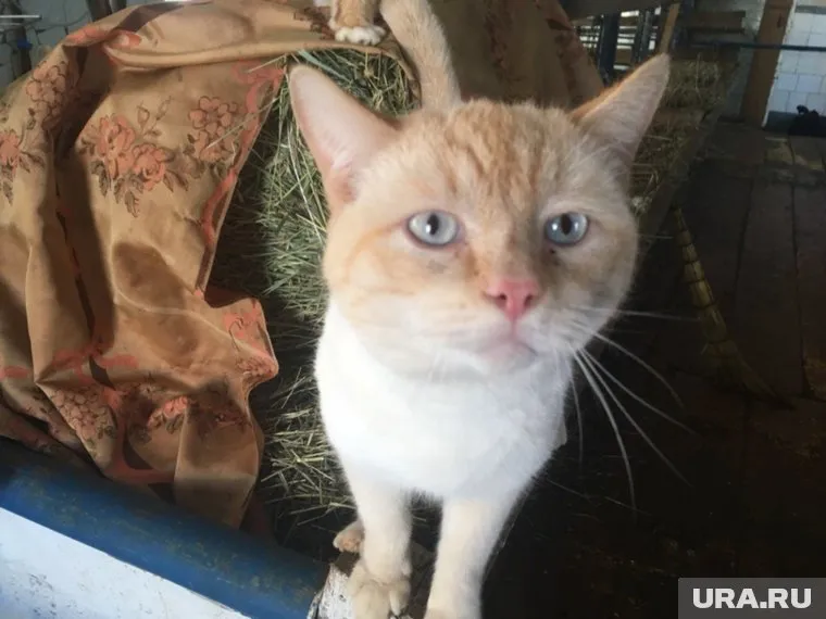 Кот Бобоня перешел на постное меню