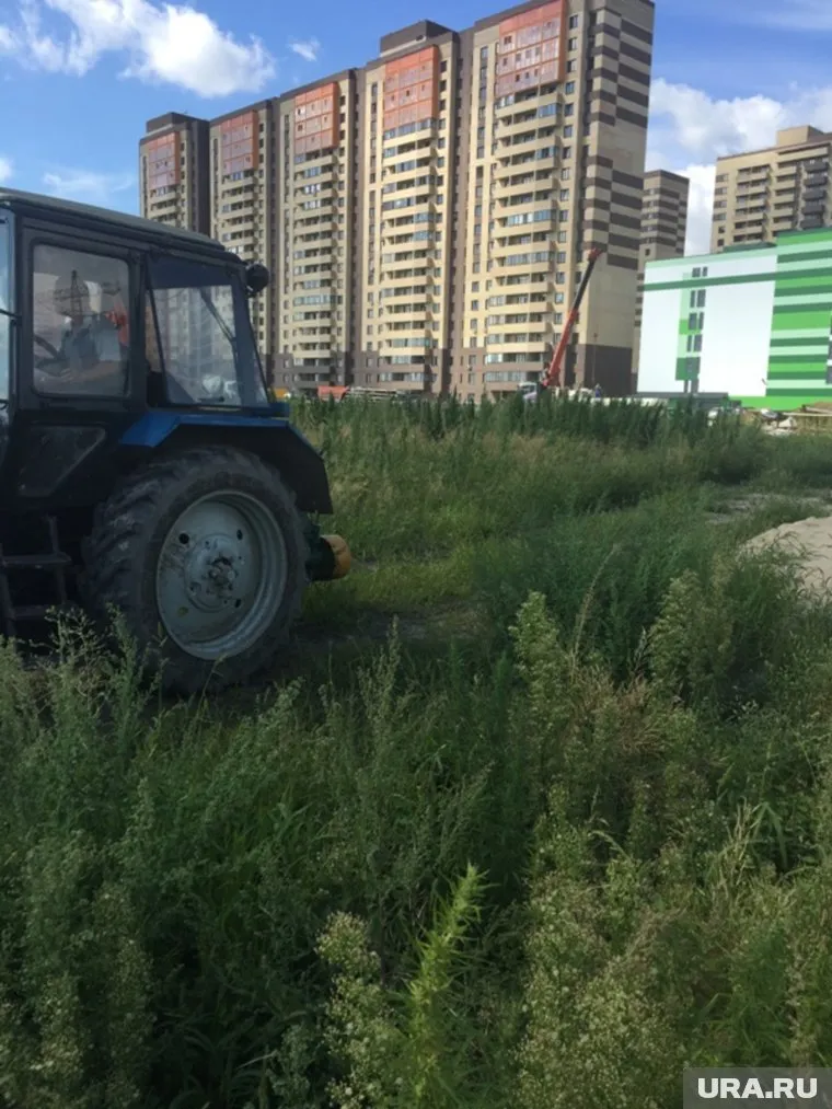 Поле конопли отыскали прокурорские работники на улице Тимофея Чаркова