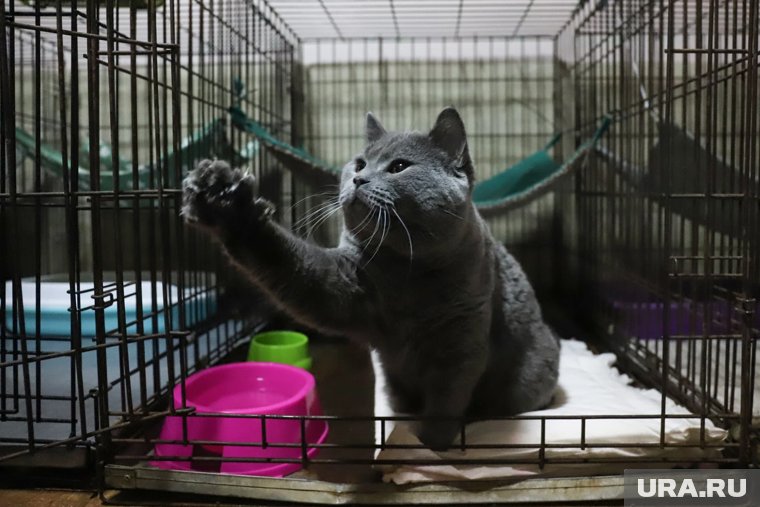 Приюты, выставки и прозрачный «Город»: где бесплатно можно взять котика в Перми. Карта