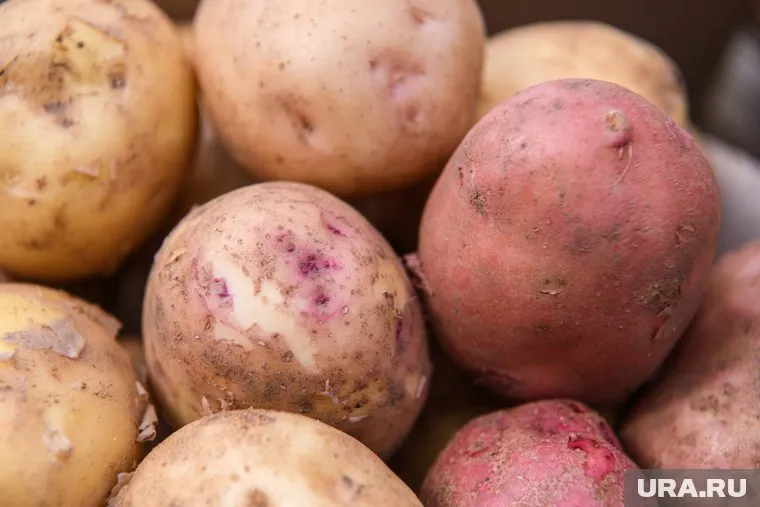 Жители Белозерского округа Курганской области остались без картошки на зиму