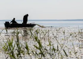 В Тюменской области прогнозируют ухудшение по гаффской болезни