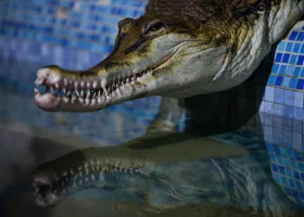 За содержание каких животных придется заплатить, как за авто: список запрещенных видов питомцев в РФ