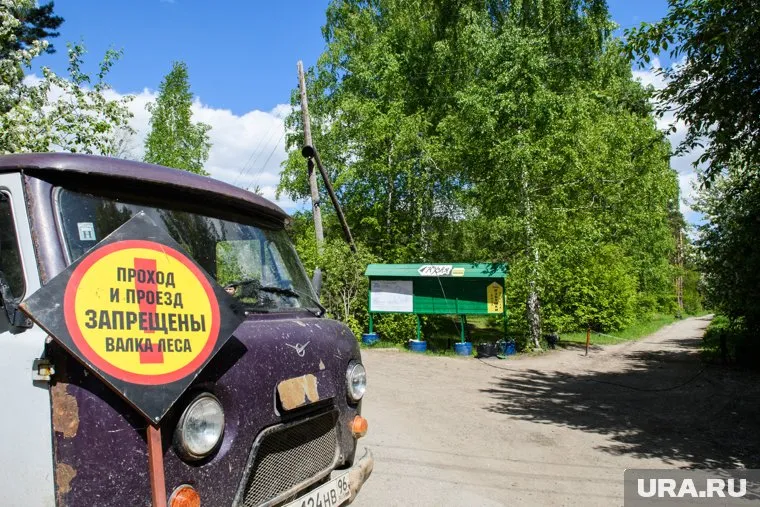 Пермяк не имел специального оборудования и валил лес незаконно