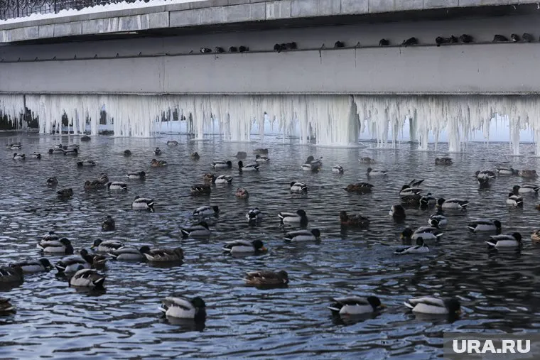 Утки переносят инфекцию, так как живут в грязных водоемах, сказал Николай Малышев