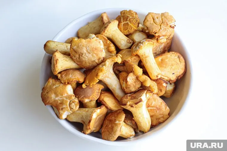 Помимо редкого гриба были найдены первые лисички 