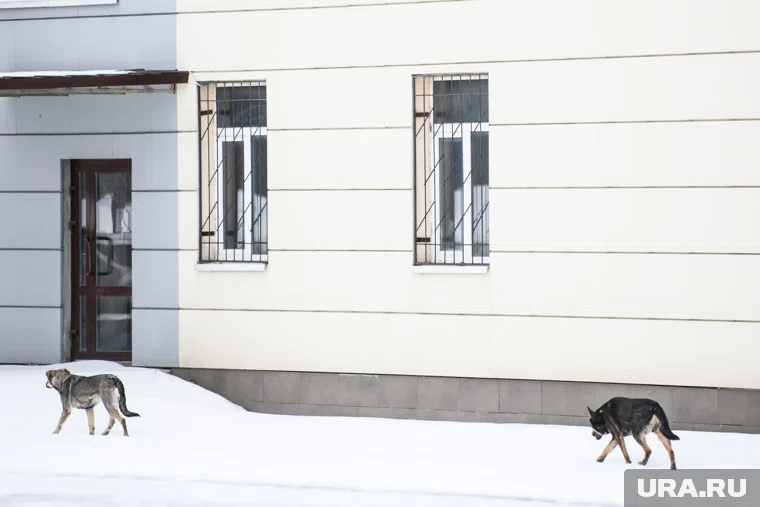 Собаки напали на девочку в Кетовском округе