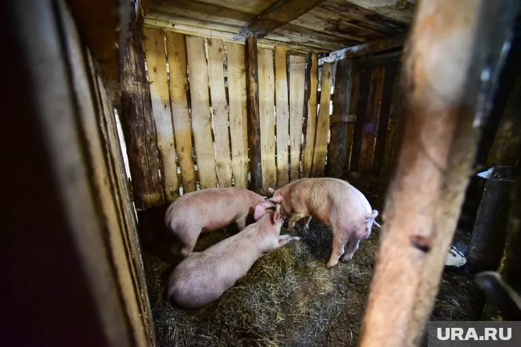 Свиньи способны заражаться как птичьим, так и человеческим гриппом