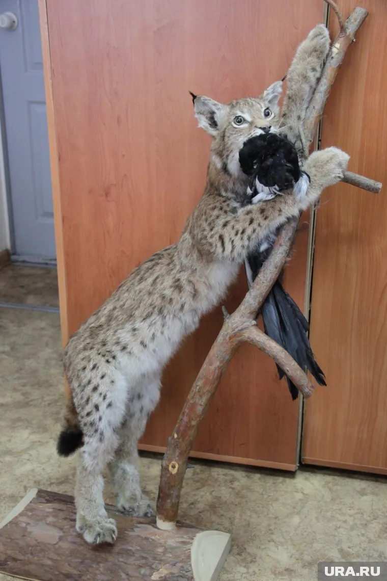 Судебные приставы не впервые арестуют чучела — рысь изъяли у местного предпринимателя