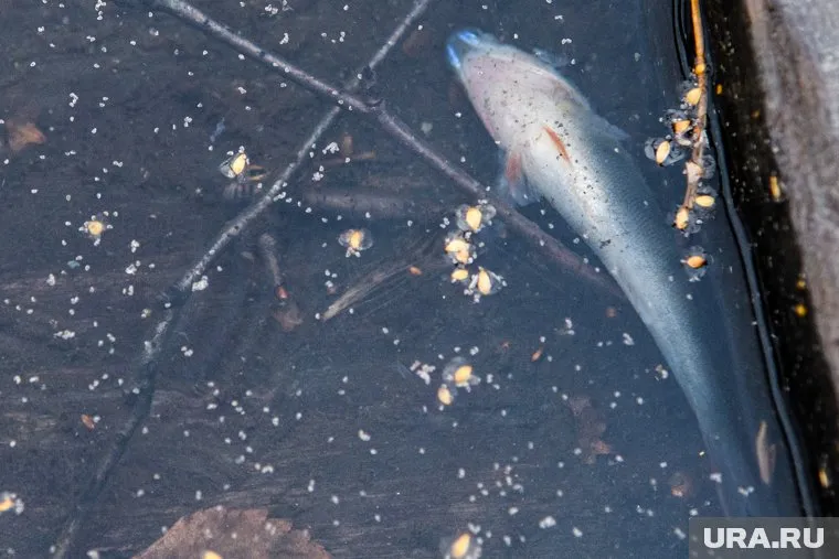 Озеро Ханто считается загрязненным