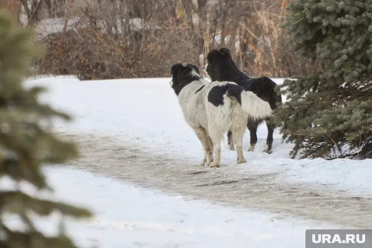 Стая собак напала на курганского школьника
