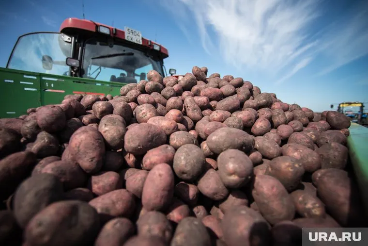 Каждый регион решает сам, какой будет размер выплаты