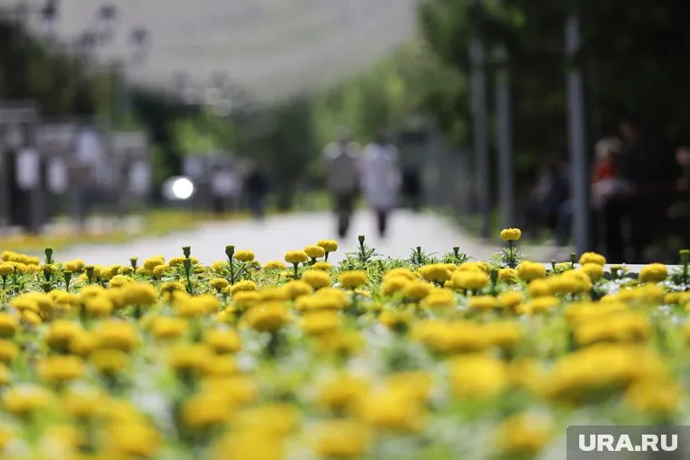 Мэрия считает, что земельный участок на улице Ленина используется не по назначению