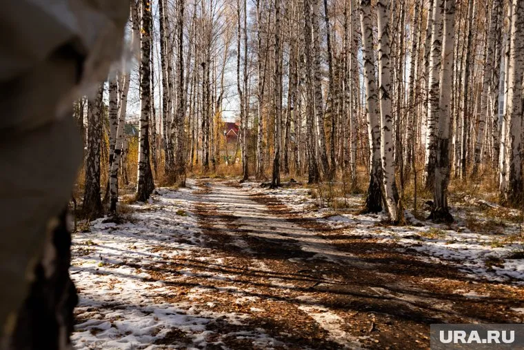 Голову обнаружили в лесу рядом с садом (архивное фото)
