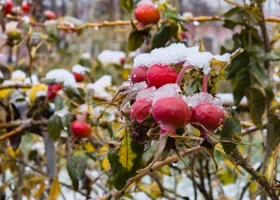 В Пермский край придет аномальное тепло с дождями