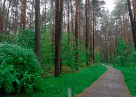 В главном парке Сургута появился «зеркальный» лес