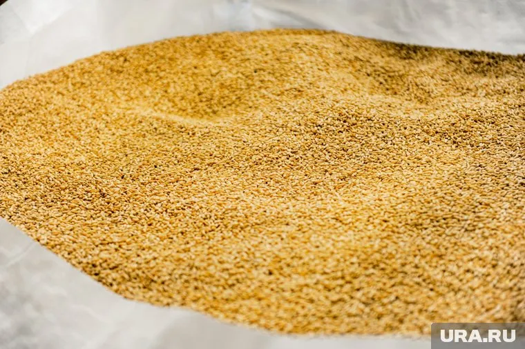 Россия передала Таджикистану 270 тонн пшеницы для школ в рамках гуманитарной помощи